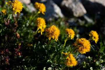 Fiori d'alta quota: Jacobaea incana