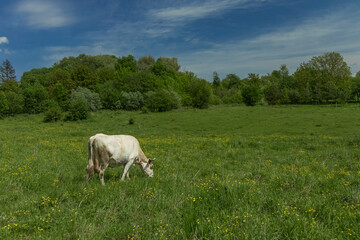 Fototapeta premium rural country side green land cow farm animal on pasture environment space in clear weather summer day