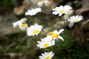 Fototapeta premium Fiori d'alta quota: margherite