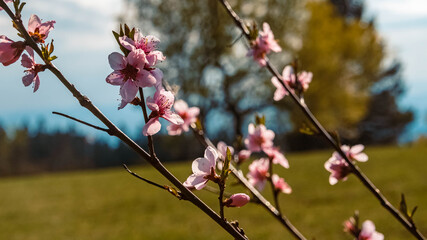 Beautiful spring blossoms at Saint Englmar, Bavarian forest, Bavaria, Germany