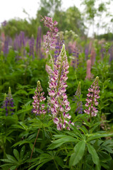 Obraz premium Blooming macro lupine flower. Lupinus, lupin, lupine field with pink purple flower. Bunch of lupines summer flower background. A field of lupines. Violet spring and summer flower