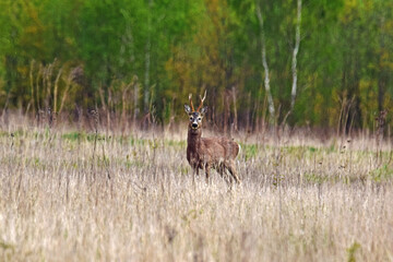 Dzika natura samiec sarny
