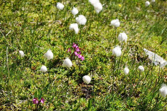 Fiori d'alta quota:  Pennacchi di Scheuchzer
