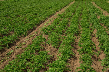 potato garden agricultural farm land field summer June day scenic