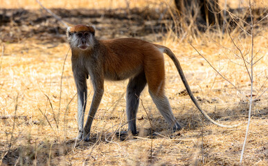 It's African monkey walk over the savanna