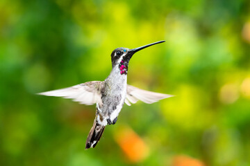 Fototapeta na wymiar A Long-billed Starthroat hummingbird hovers in the air with foliage blurred in the background.