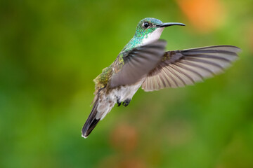 A White-chested Emerald hummingbird hovering in the air with wings spread.
