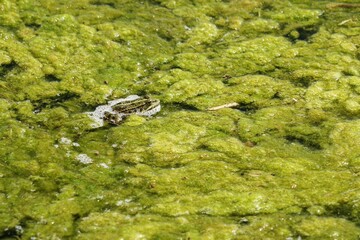 Frosch im Seegras