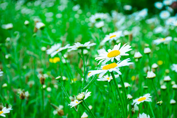 Field of white daisies with a close-up on one of them and grass in the background out of focus.