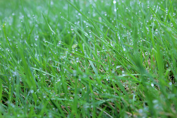 Green grass background with water drop