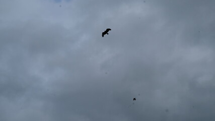 paraglider in the sky