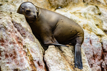It's South American sea lion from Peru