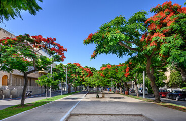 Poinciana  trees blooming at Boulevard Rothschild in Tel Aviv.