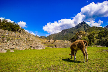 It's Lama with flowers eats the grass in front of the ancient town of peru mountains