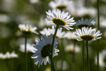 Daisy time. Daisies in the meadow and close-up