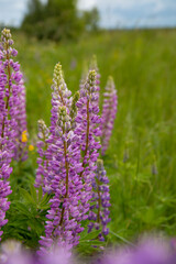 Obraz premium lavender flowers in the field for Instagram, social networks, nature blogs, nature publications, newspaper, blog about ecology, interesting, different