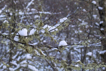 bird in the snow