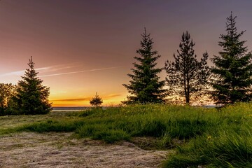 Landscape with spruce trees, wildflowers and green grass against the backdrop of a beautiful cream-colored sky before sunset.