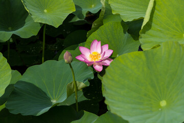 大賀ハスの花　千葉県千葉市　日本
