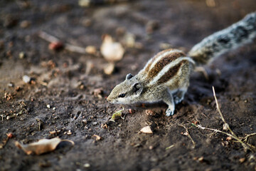 Beautiful squirrel looking for nuts on ground