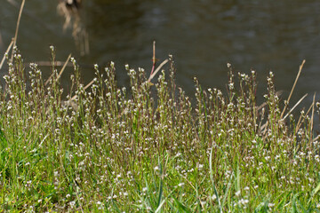 Hairy bitter cress also called Michitanetsukebana in japan or Behaartes Schaumkraut in Germany,...