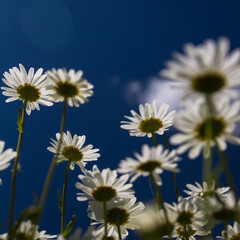 Daisy time. Daisies in the meadow and close-up