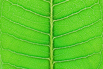 closeup texture green leaves nature abstract macro pattern leaf background.