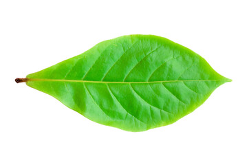 Fototapeta na wymiar closeup single Devil Tree green leaves front side isolated on white background with clipping path.