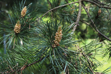 Naklejka na ściany i meble flowering common pine in the forest