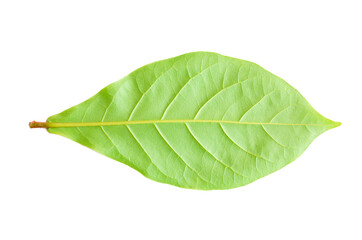 Obraz premium closeup single Devil Tree green leaves back side isolated on white background with clipping path.