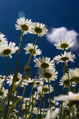 Daisy time. Daisies in the meadow and close-up
