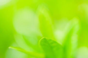 Fototapeta na wymiar closeup green plant leaf nature fresh abstract greenery blur bokeh background with copy space in garden use for backdrop or wallpaper.