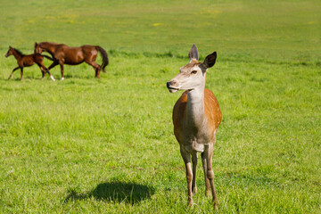 Naklejka na ściany i meble Young red deer female on the meadow in the summertime