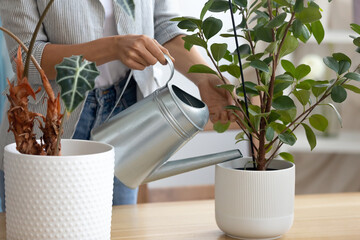 Close up of woman hold pot watering green house plant at home or office, housewife take care of...