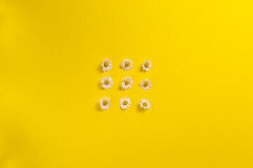 Chamomile flowers on a colored background. The concept of minimalism. Copy space. Top view. Vertical orientation.