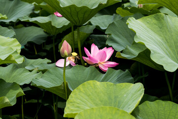 大賀ハスの花　千葉県千葉市　日本