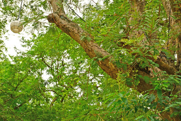Sampaloc Tamarind Tree in Batangas, Philippines