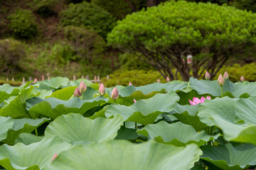 大賀ハスの花　千葉県千葉市　日本
