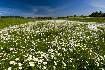 Fototapeta na wymiar Daisy time. Daisies in the meadow 