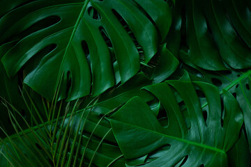 Fototapeta na wymiar closeup nature view of tropical green monstera leaf background. Flat lay, fresh wallpaper banner concept