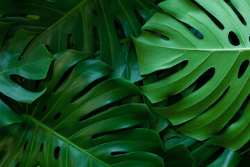 Fototapeta na wymiar closeup nature view of tropical green monstera leaf background. Flat lay, fresh wallpaper banner concept