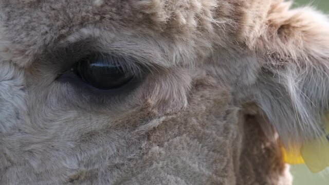 Alpaca Animal Extreme Closeup Macro Eye And Head Shot