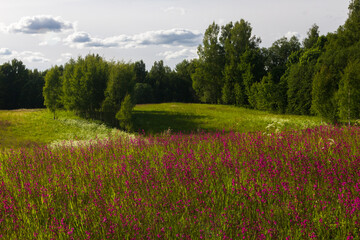 Fototapeta na wymiar meadow flowers in the field at summer time