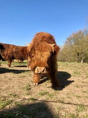 Schottisches Hochlandrind