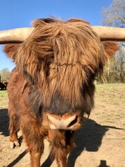 Schottisches Hochlandrind