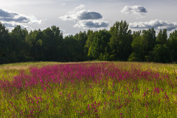 meadow flowers in the field at summer time