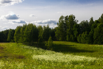 meadow flowers in the field at summer time