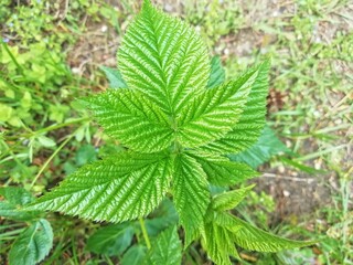 green leaf of wild forest raspberry, close up