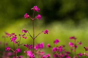 meadow flowers in the field at summer time