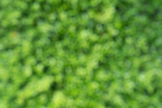 abstract green nature background, Green bokeh out of focus background. blur of green leaves background.